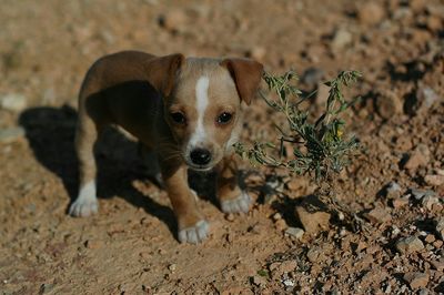 Portrait of dog