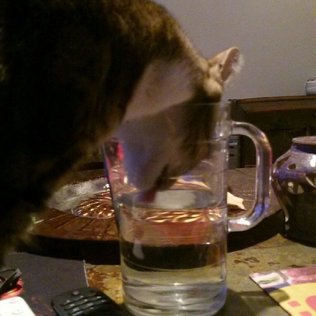 drink, refreshment, indoors, food and drink, domestic animals, close-up, drinking glass, glass - material, focus on foreground, table, pets, freshness, one animal, transparent, mammal, water, animal themes, reflection