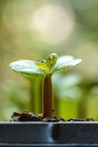 Close-up of fresh green plant