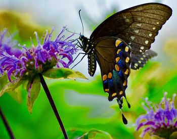 Close-up of butterfly pollinating on purple flower