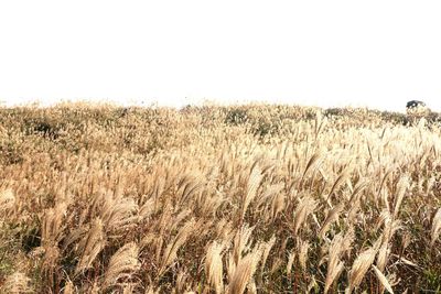 Scenic view of field against clear sky