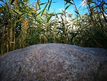 Close-up of grass growing on field