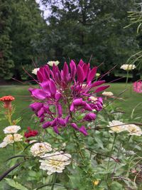 Close-up of pink flowers blooming outdoors