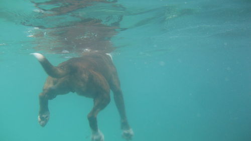 Dog swimming in sea