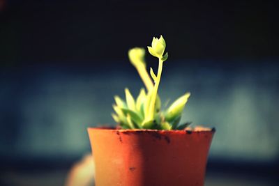 Close-up of plant against blurred background