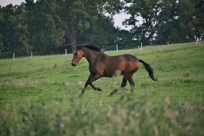 Brown horse galloping in green field