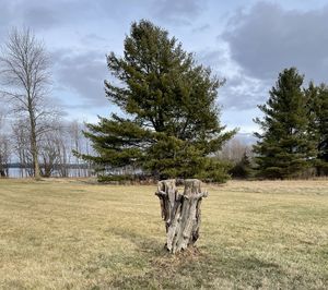 Trees on field against sky