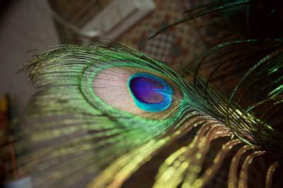 Close-up of peacock feather