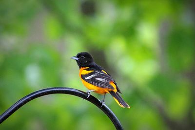 Close-up of bird perching on a branch