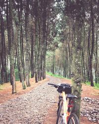 Road amidst trees in forest during autumn