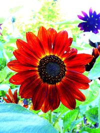Close-up of flower blooming outdoors