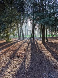 Road amidst trees in forest