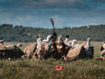 Group of vultures. griffon vulture, gyps fulvus, big birds of prey