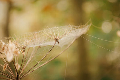 Close-up of spider on web