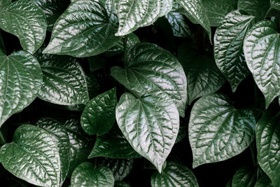 Full frame shot of leaves