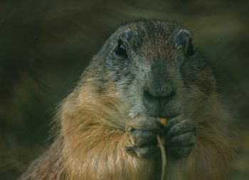 Close-up of marmot