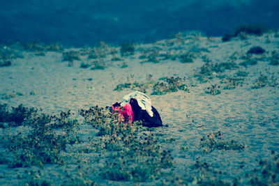View of horse on beach