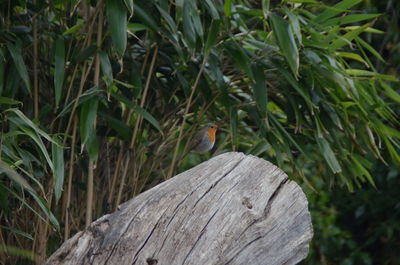 Bird perching on a tree