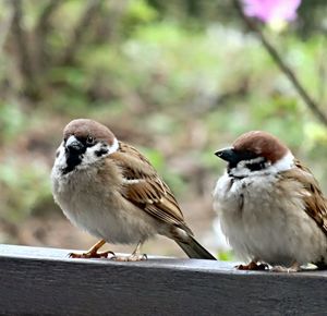 Close-up of bird perching on railing