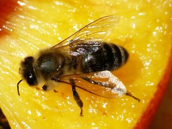 Close-up of bee on yellow flower