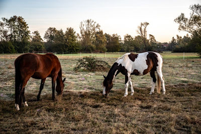 Horses grazing in the field