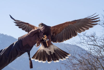 Low angle view of eagle flying against clear sky