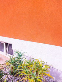 Potted plant against orange wall of building