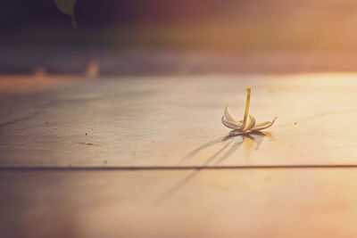 Close-up of plant against blurred background