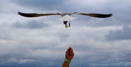 Close-up of bird flying against sky