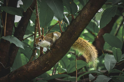 Low angle view of squirrel on tree