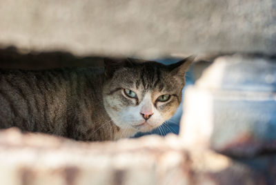 Close-up portrait of tabby cat