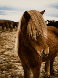 Close-up of horse standing on field