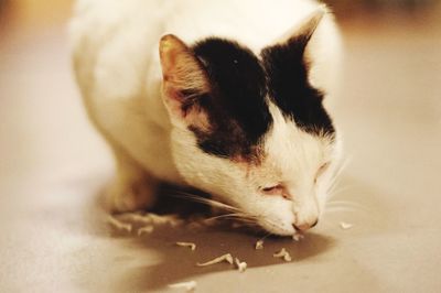 Close-up of cat lying down