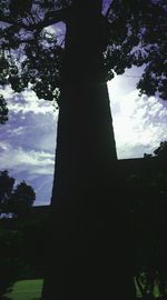 Low angle view of trees against sky