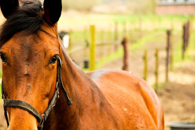 Portrait of horse on field