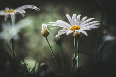 Close-up of white flowering plant on field