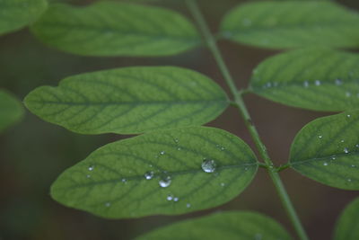 Close-up of water drops on leaf