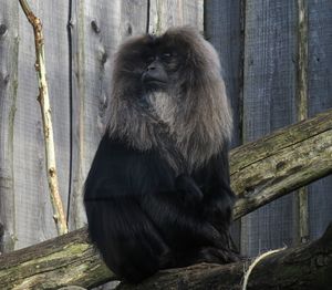 Monkey sitting in a zoo