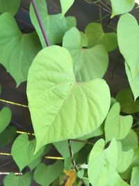 Close-up of green leaves