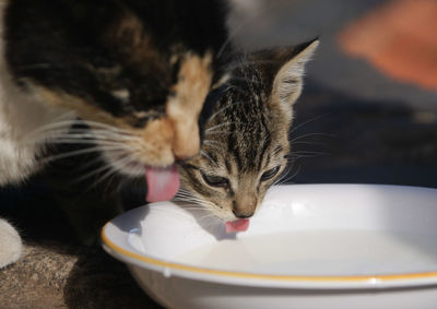 Close-up of cat in bowl