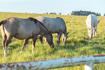 Horses grazing in a field