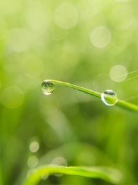 Beautiful nature morning dew clear water droplets on top of grass, nature background, macro photo