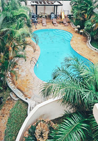 High angle view of palm trees by swimming pool