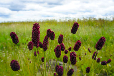 Close-up of burnet flowers blooming on field