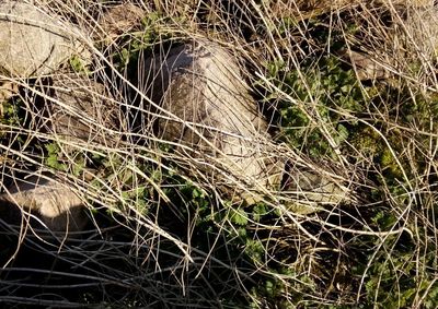 Full frame shot of plants