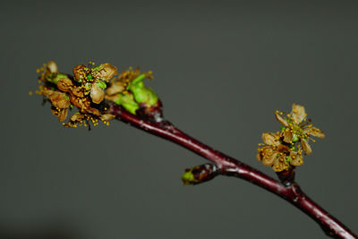 Close-up of wilted plant