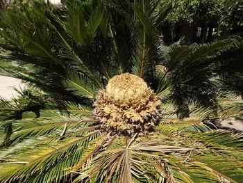 Close-up of palm tree