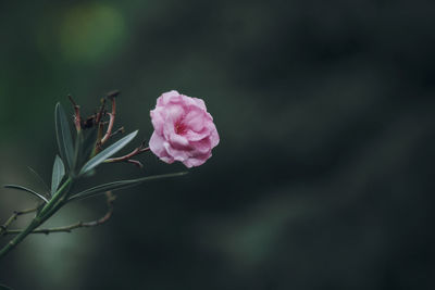 Close-up of pink flowers blooming outdoors