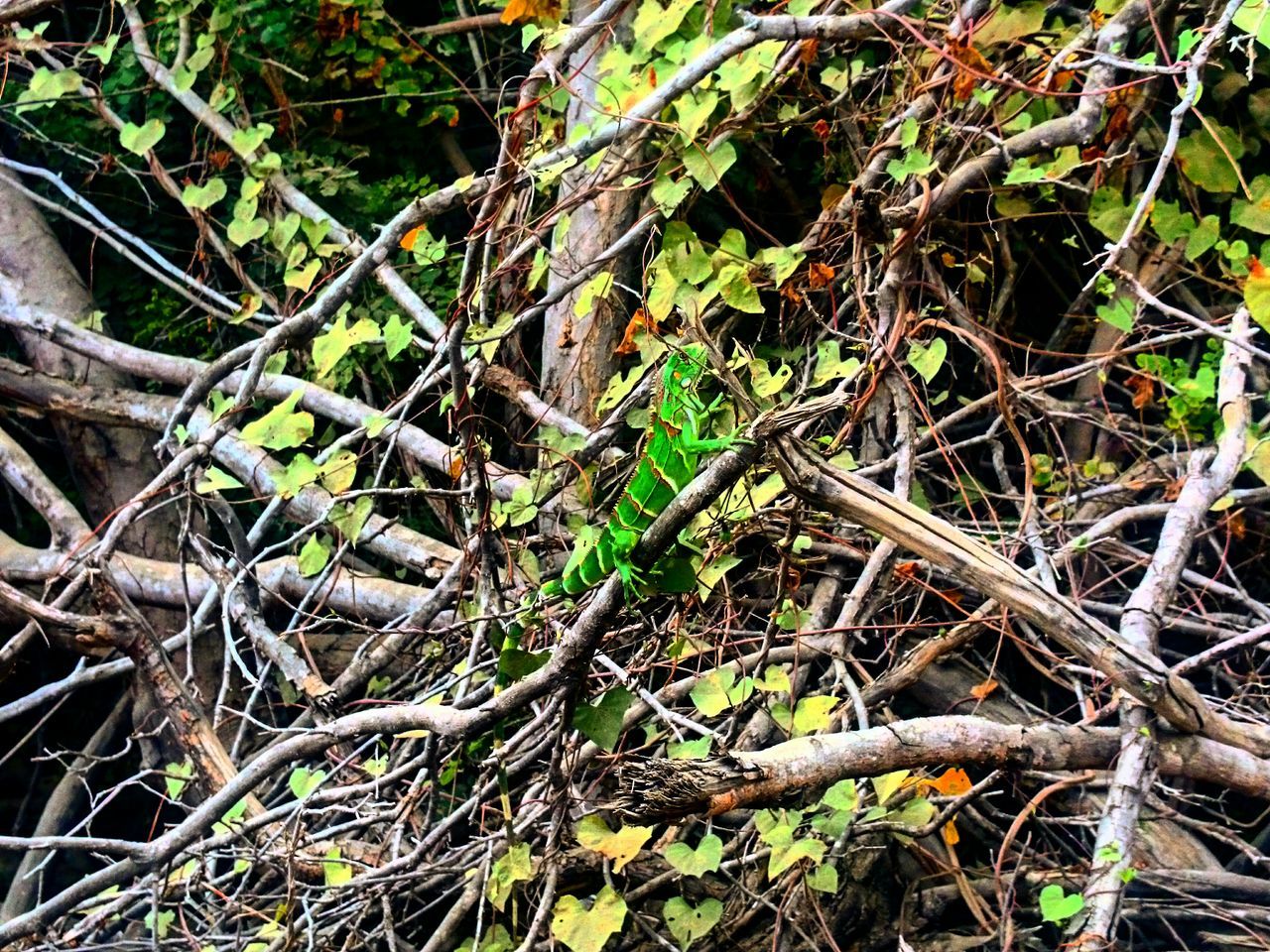 growth, full frame, plant, nature, close-up, backgrounds, twig, leaf, grass, high angle view, dry, branch, field, day, outdoors, growing, tranquility, no people, forest, tree