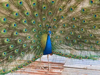 Close-up of peacock